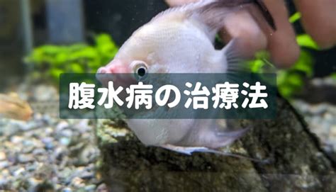 角蛙腹水治療|【エロモナス症】腹水病の治療法 ーおすすめの薬､。